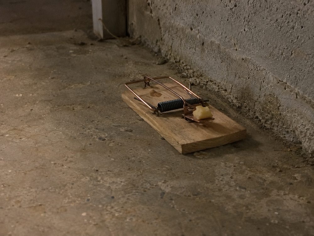 Baited snap trap on a basement floor